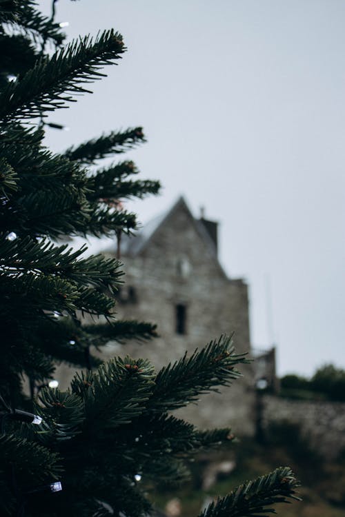 Conifer Tree Against House