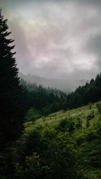 A serene misty forest scene showcasing lush greenery and rolling hills.