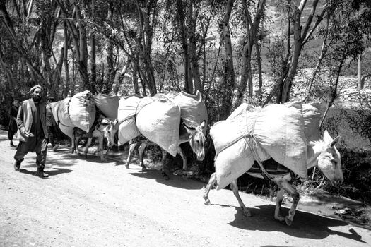 Man walking with donkeys carrying bags along a rural dirt road under trees.