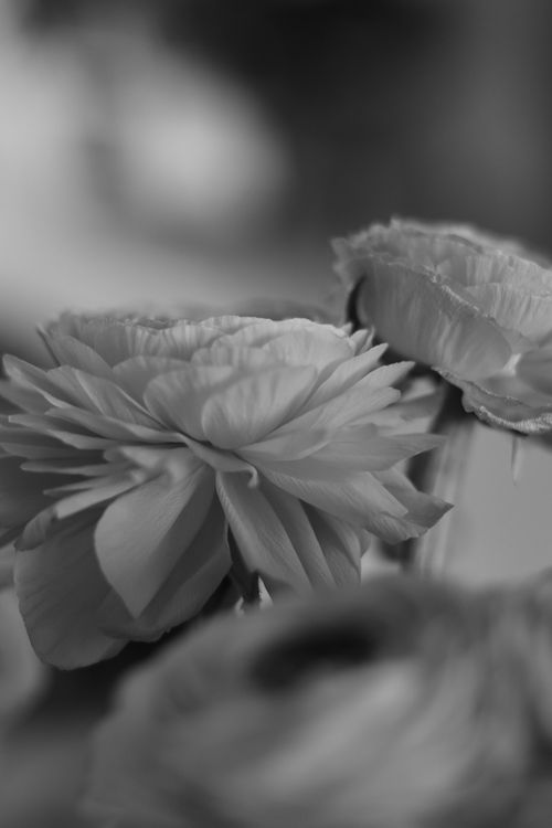 Free Ranunculus Flowers  Stock Photo