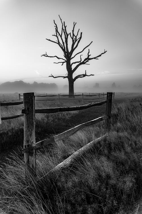 Foto d'estoc gratuïta de arbre, blanc i negre, camp