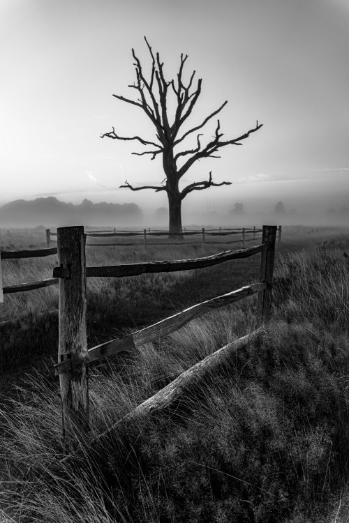 Free A black and white image of a solitary tree and rustic fence in a foggy rural setting. Stock Photo