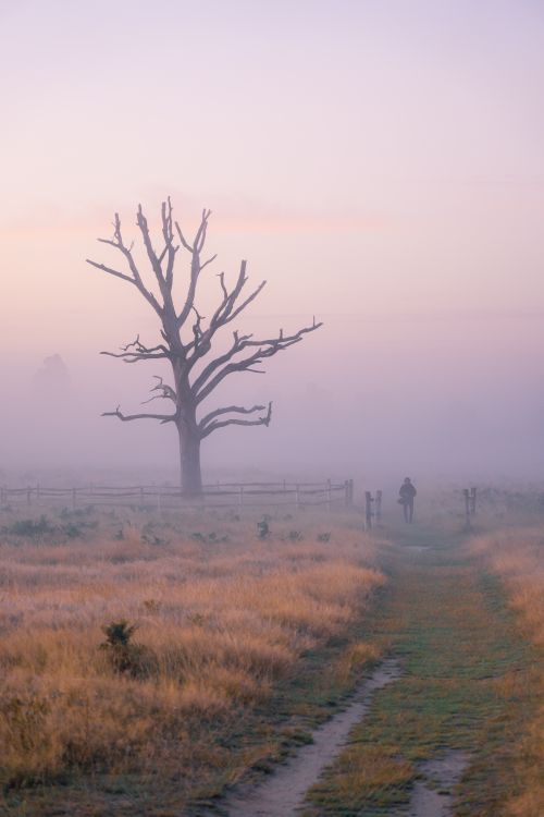 Free A solitary tree stands in a foggy field with a figure walking on a dirt path, creating a serene rural scene. Stock Photo