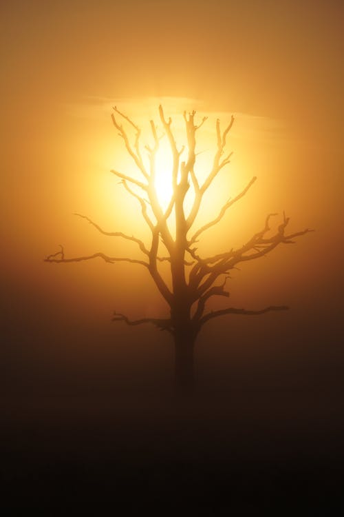 Free Silhouette of Empty Tree During Sunset  Stock Photo