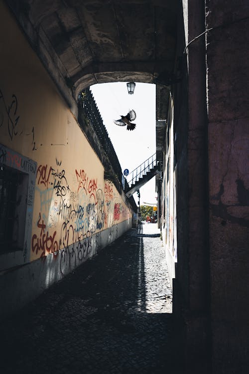 Základová fotografie zdarma na téma graffiti, létání, města