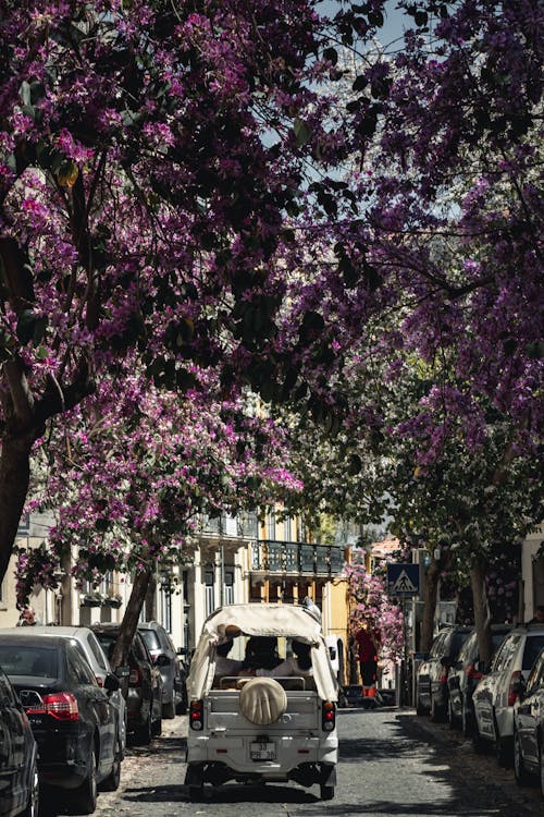 Photos gratuites de arbres, feuilles, fleurs