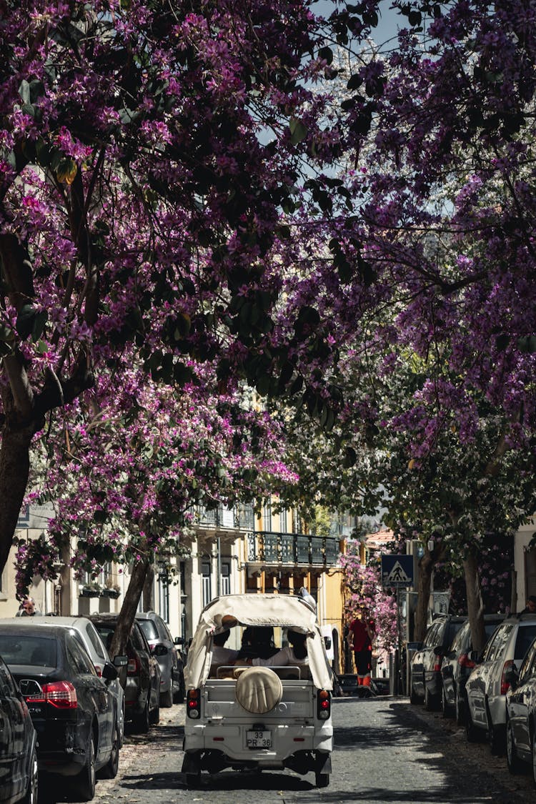 Cars Among Trees With Purple Flowers 