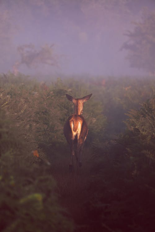 Deer on a Field Covered with Mist 