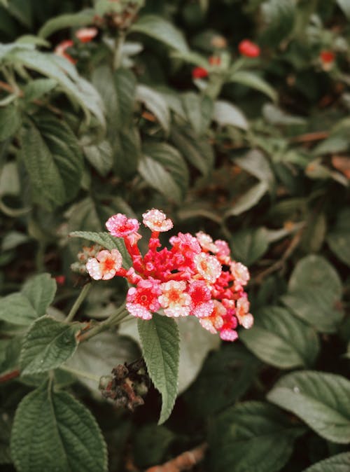 Безкоштовне стокове фото на тему «зелене листя, квіти, красиві квіти»