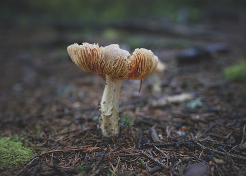 Foto d'estoc gratuïta de bolet, caure, fongs