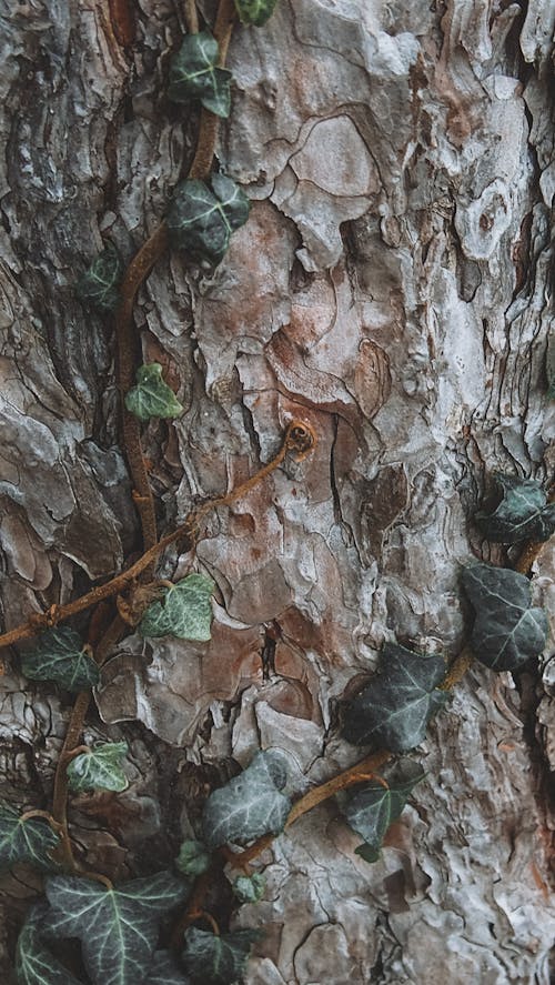 Leaves on Tree Bark