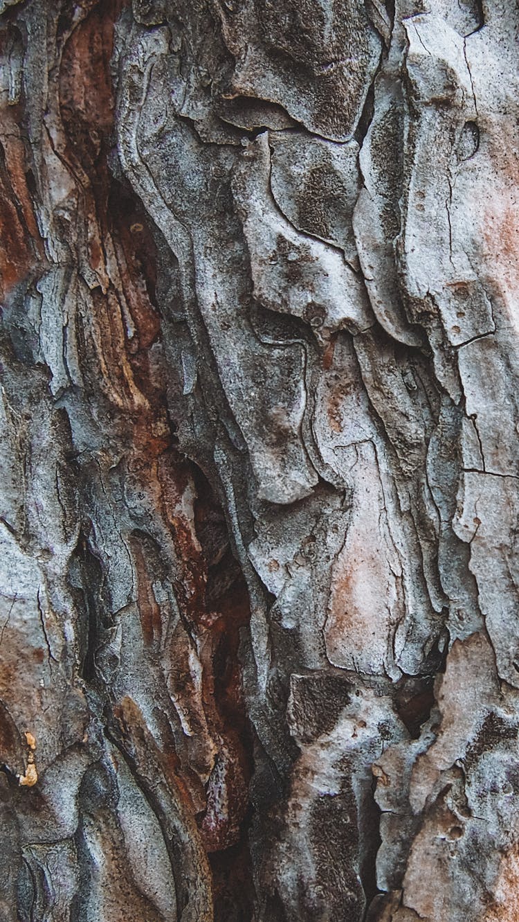 Tree Bark Texture