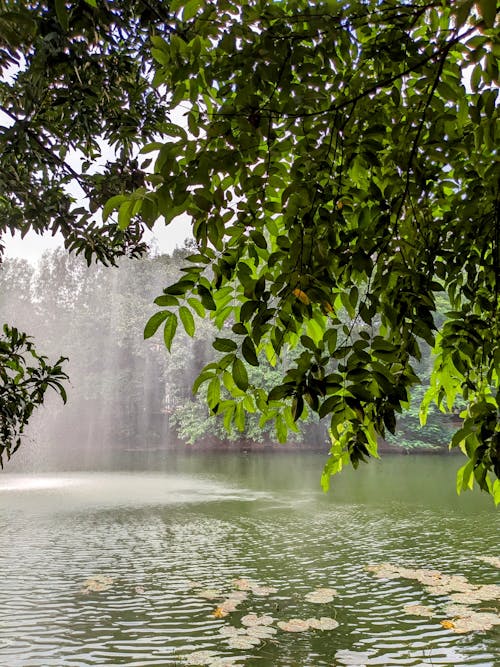Foto profissional grátis de água, água e árvore, água e natureza
