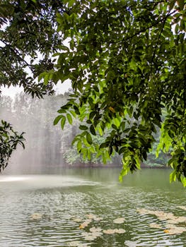 Serene view of a lake with lush green trees and water reflections, perfect for nature lovers.