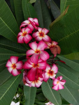 A vivid close-up of pink Plumeria flowers, showcasing their lush beauty and intricate details.