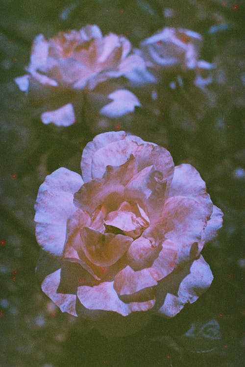 Foto stok gratis alam, berbunga, bunga