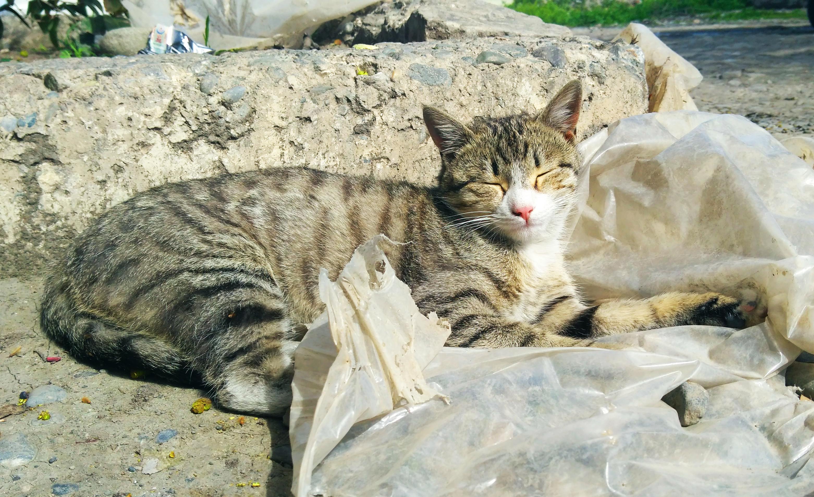 Foto Stok Gratis Tentang Kucing Di Bawah Matahari Kucing Mengantuk Ngantuk