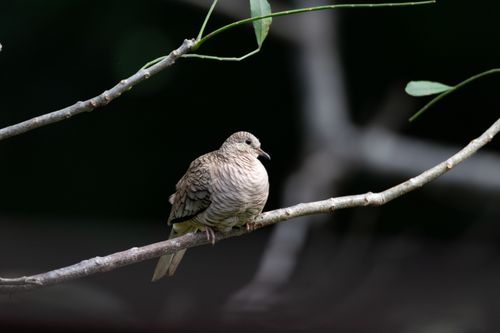 Free A peaceful dove perches on a branch surrounded by nature, showcasing wildlife beauty. Stock Photo