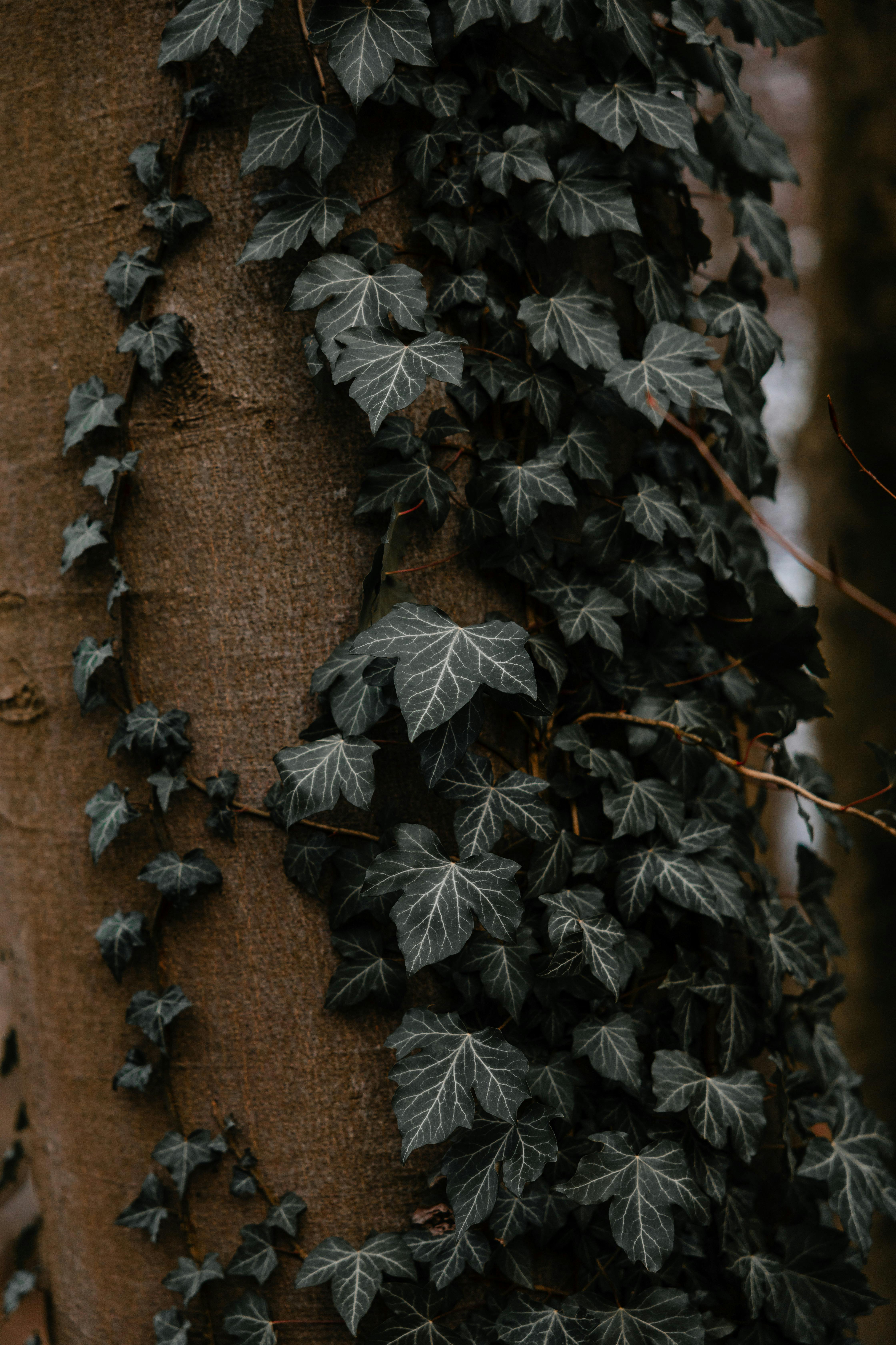 Detailed view of green ivy leaves growing on a tree trunk in a forest setting.