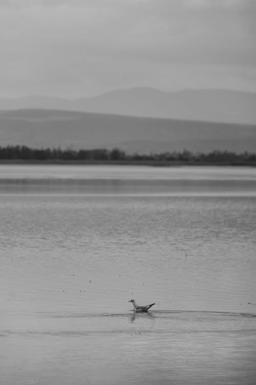 Duck Swimming in a Lake in Black and White 