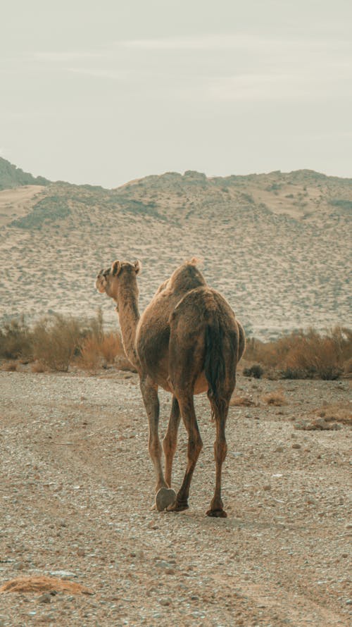 Arabian Camel on Sand in Algeria
