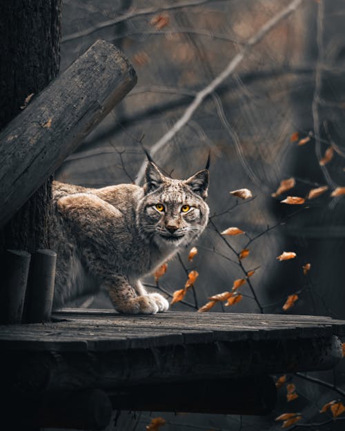 ネコ, リンクス, 動物の無料の写真素材