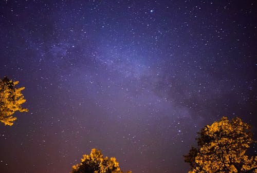 Stars Above Trees at Night 