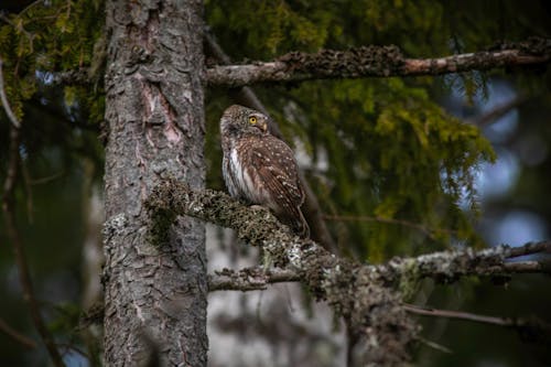 A small owl perched on a tree branch