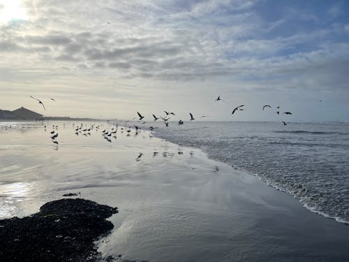Birds Flying over the Shore 