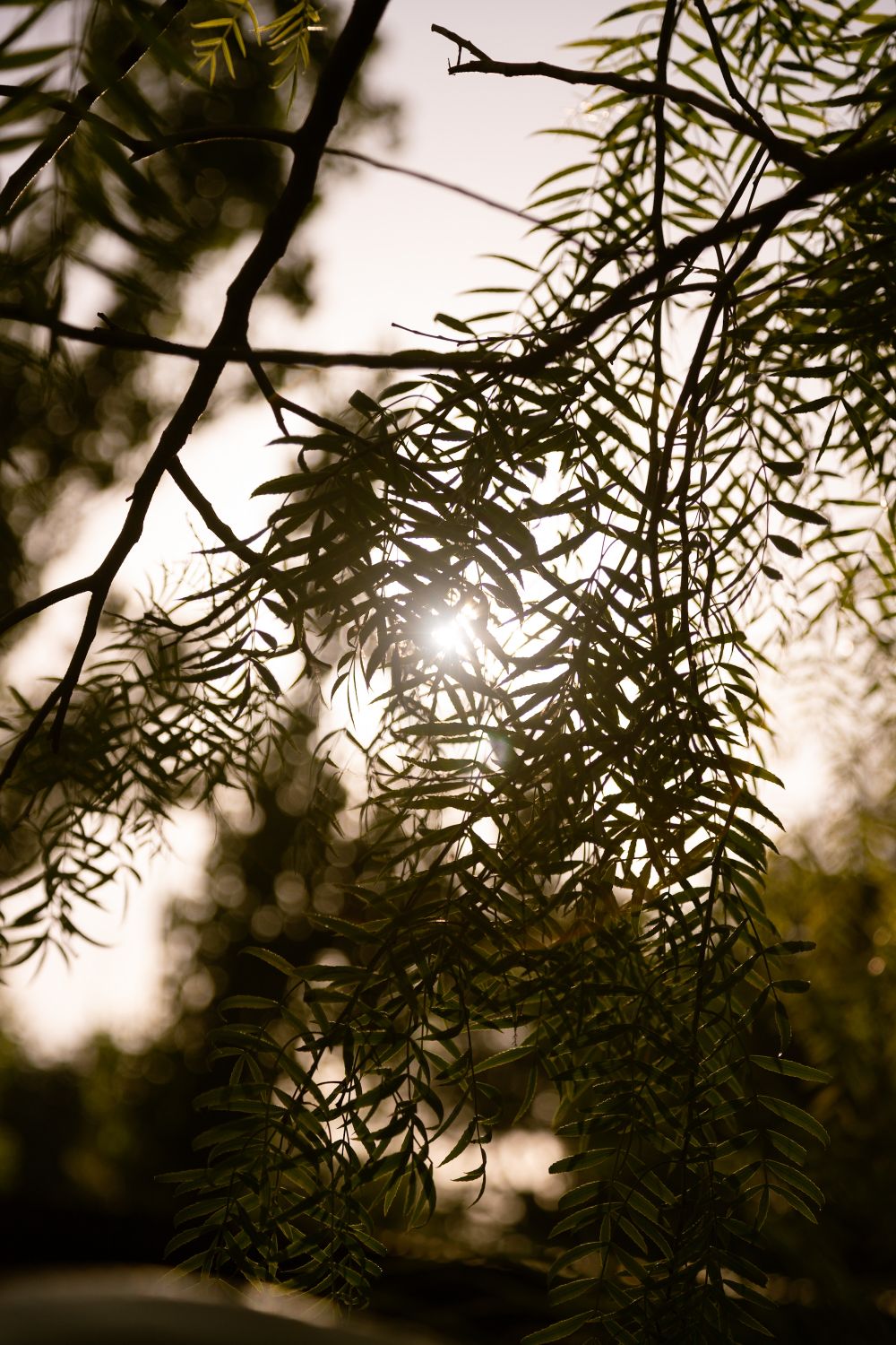A Trees Close-up of Tree Branches with Green Leaves · Free Stock Photo