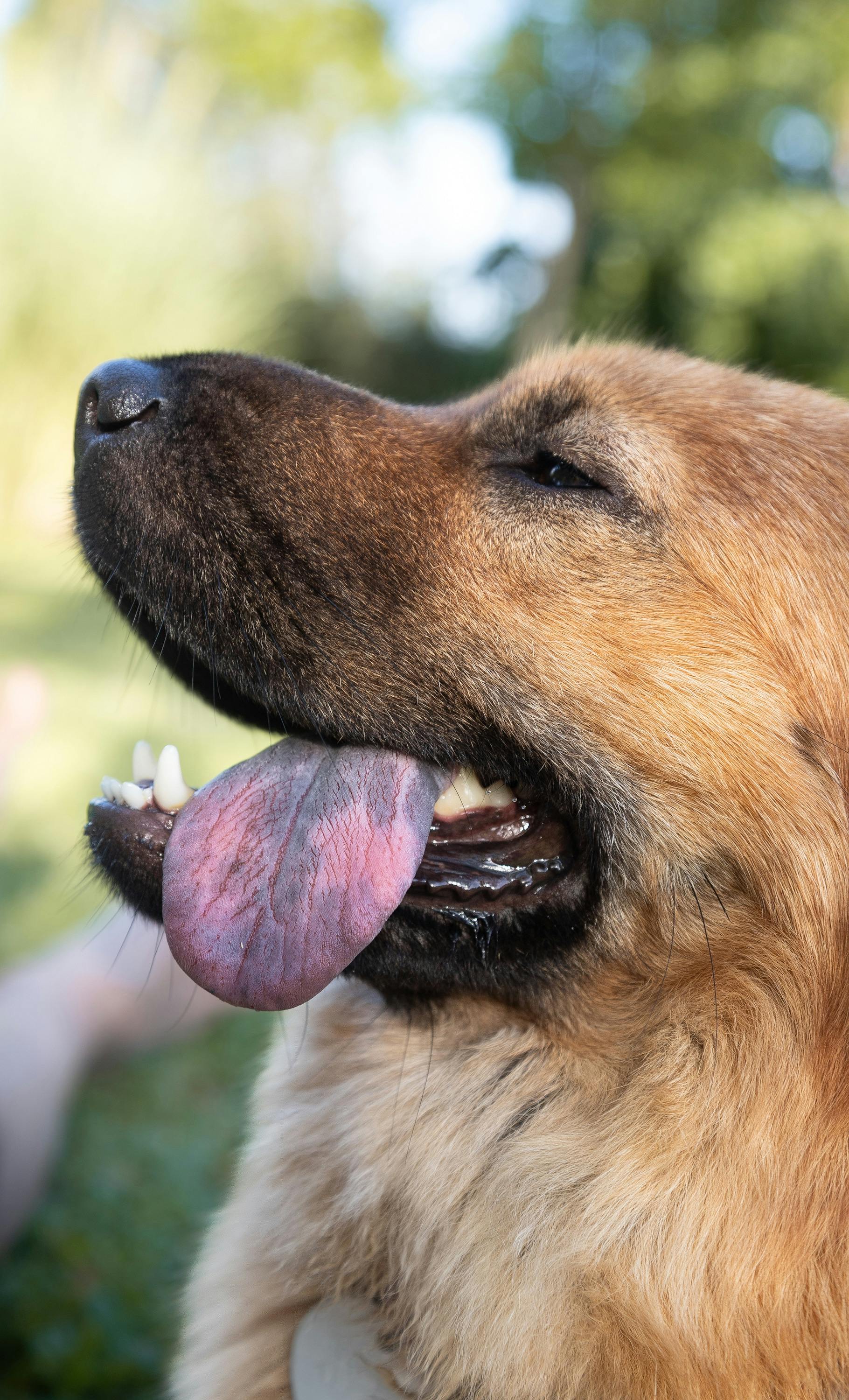 DIY Healthcare For Dogs: Treating Common Infections And Abscesses