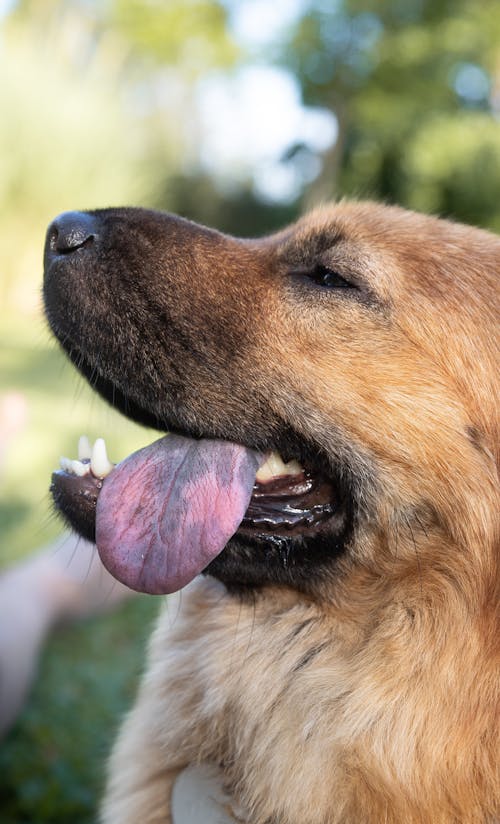 Close-up of a Dog Sticking Out the Tongue 