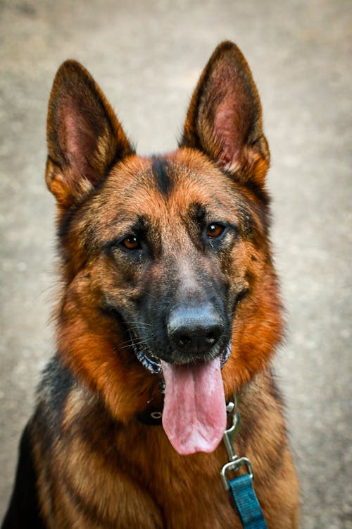 Free German Shepherd with His Tongue Hanging Out Stock Photo