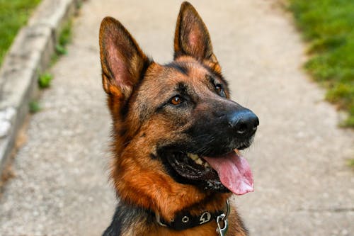 Imagine de stoc gratuită din a închide, adorabil, animal de casă