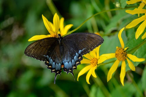 Close-up of an Eastern Tiger Swallowtail Butterfly Sitting on Yellow Flowers 