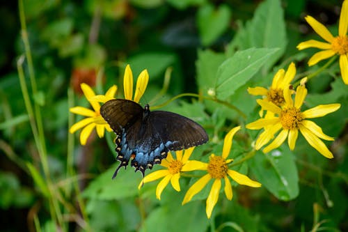 꽃, 나비, 노란색의 무료 스톡 사진