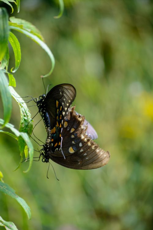 Free Close-up of spicebush swallowtail butterflies in mating position on a green plant outdoors. Stock Photo