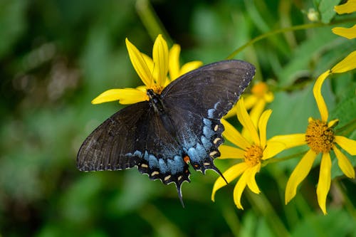Close-up of an Eastern Tiger Swallowtail Butterfly Sitting on Yellow Flowers