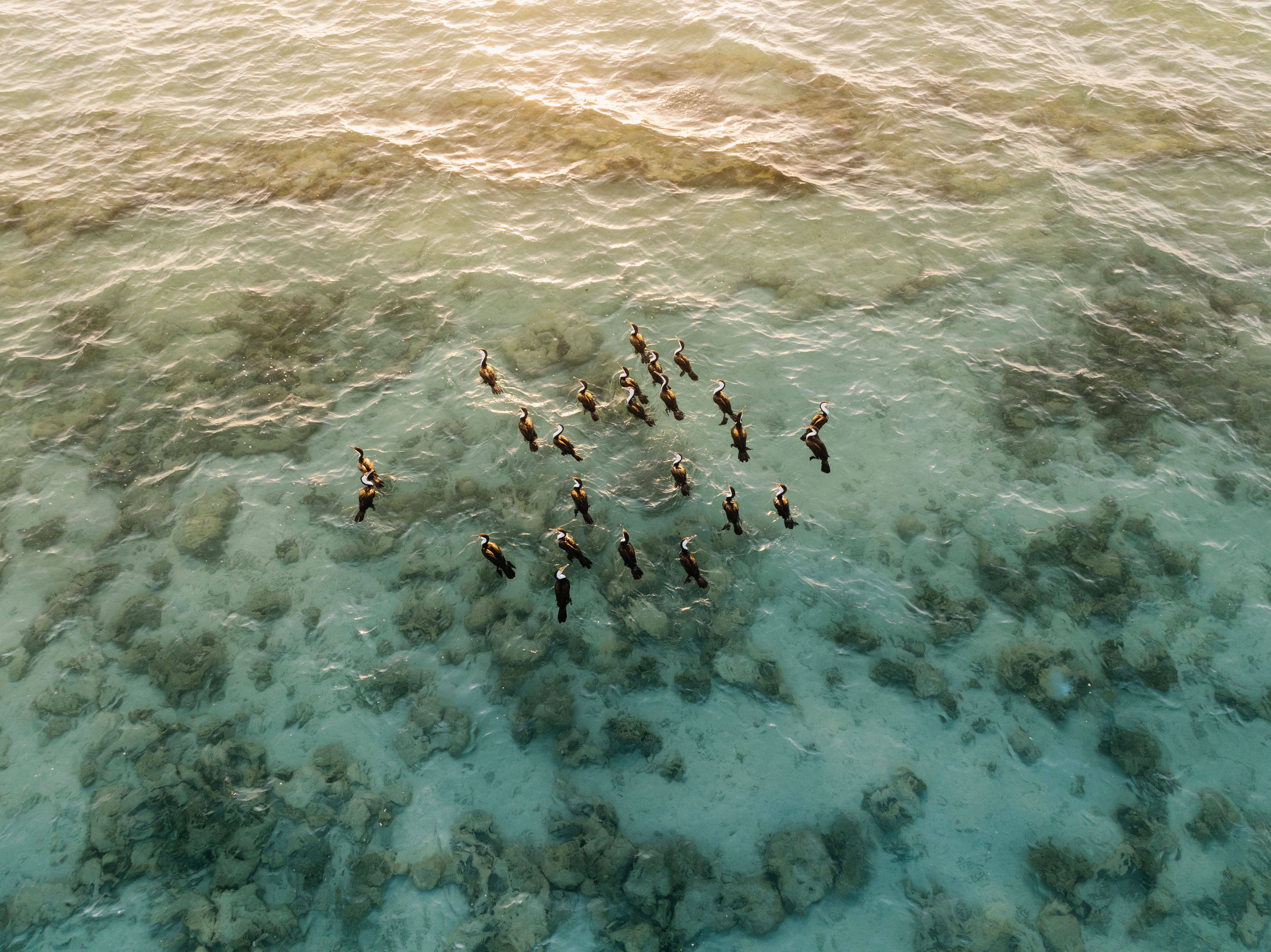 Ultimate Great Barrier Reef and Rainforest 45-minute Helicopter Tour - Drone shot capturing a flock of herons flying over a coral-filled ocean.