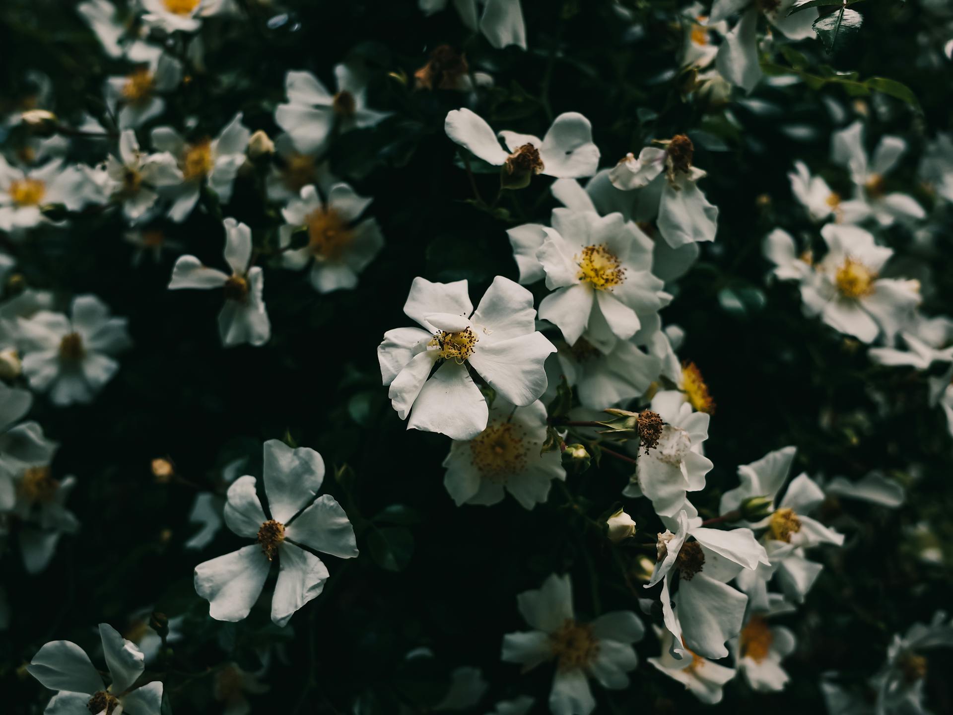 White Flowers of Cherokee Rose