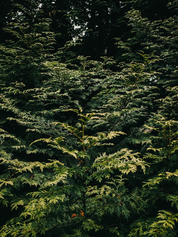 Trees With Green Leaves