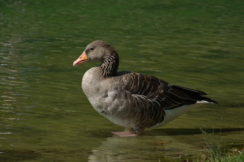 Graylag Goose Standing in the Shallows of the River