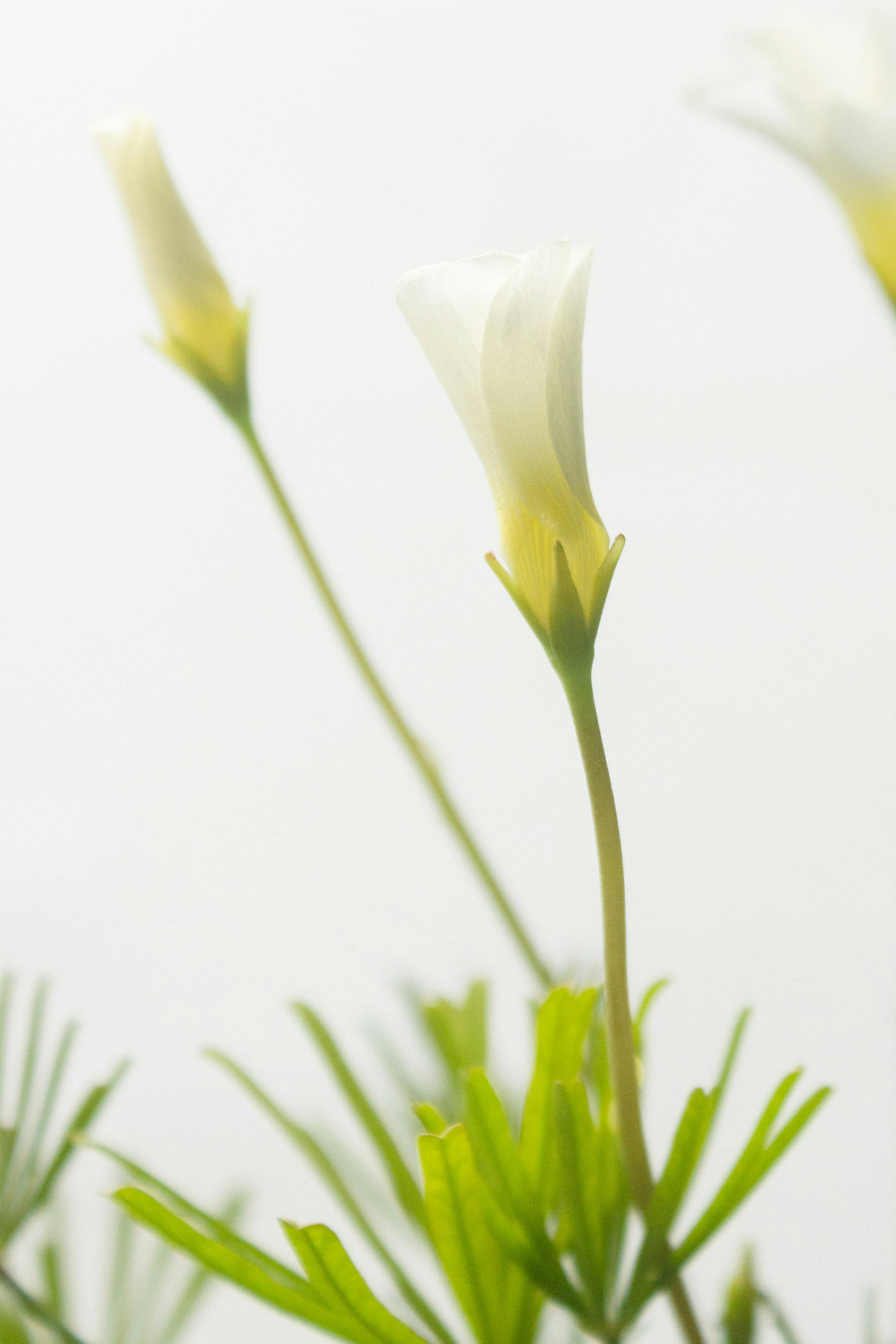 Close-up of delicate white calla lilies with green foliage in soft focus lighting.