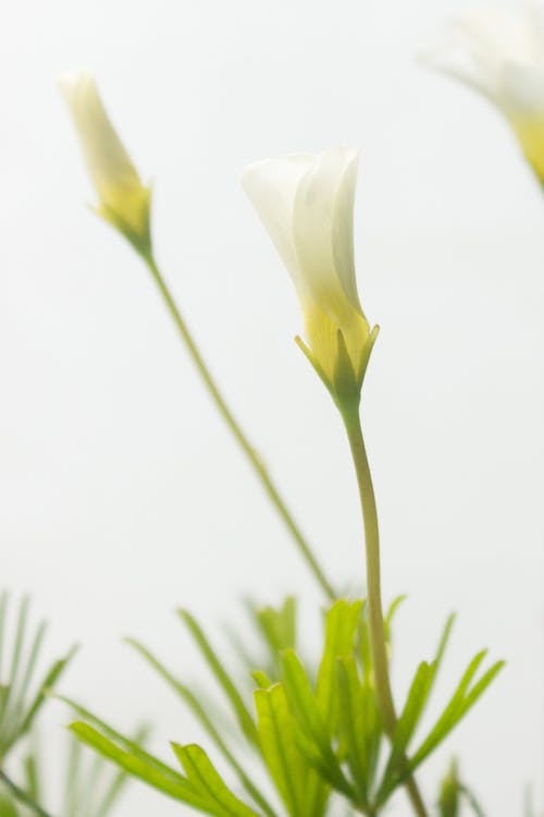 Fotos de stock gratuitas de calla lily, crecimiento, delicado