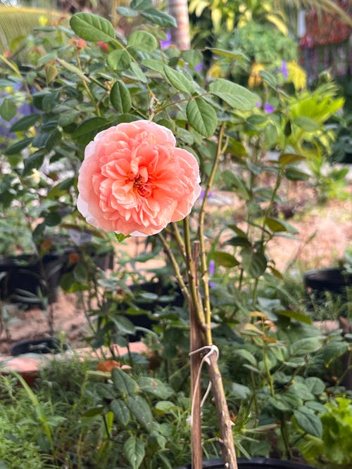 Foto stok gratis berbunga, berwarna merah muda, bunga