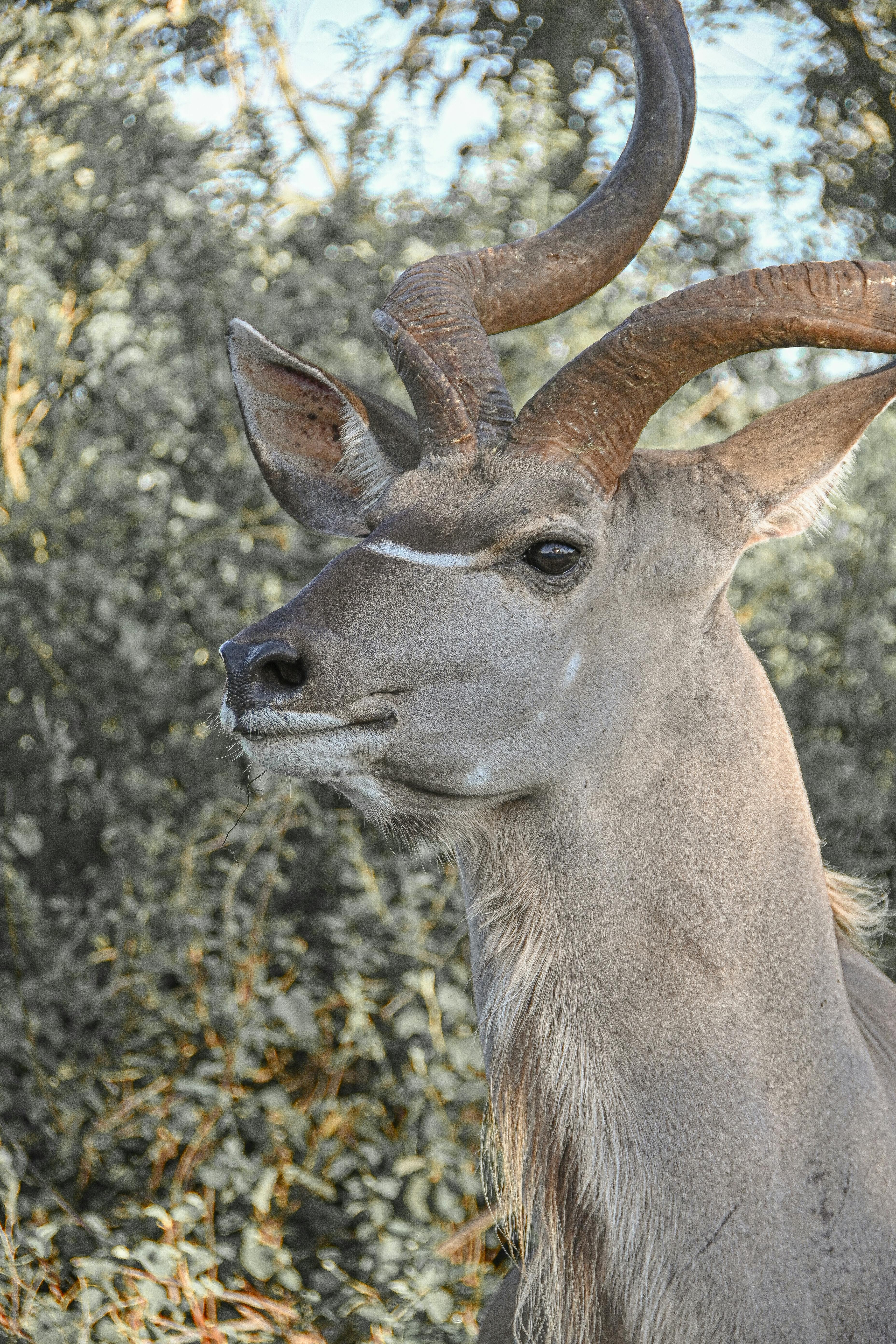 grátis Foto profissional grátis de @exterior, África, África do Sul Foto profissional