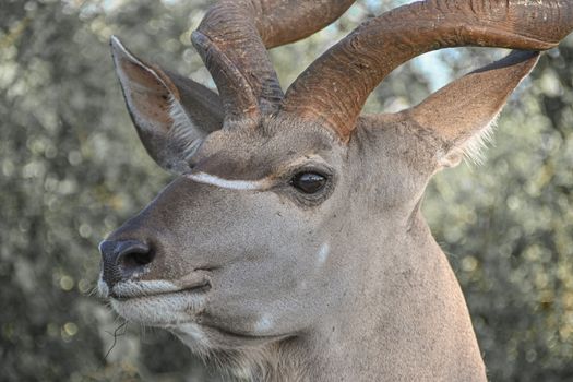 A detailed close-up of a Kudu with impressive horns in its natural habitat, South Africa.