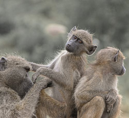 Young Olive Baboons