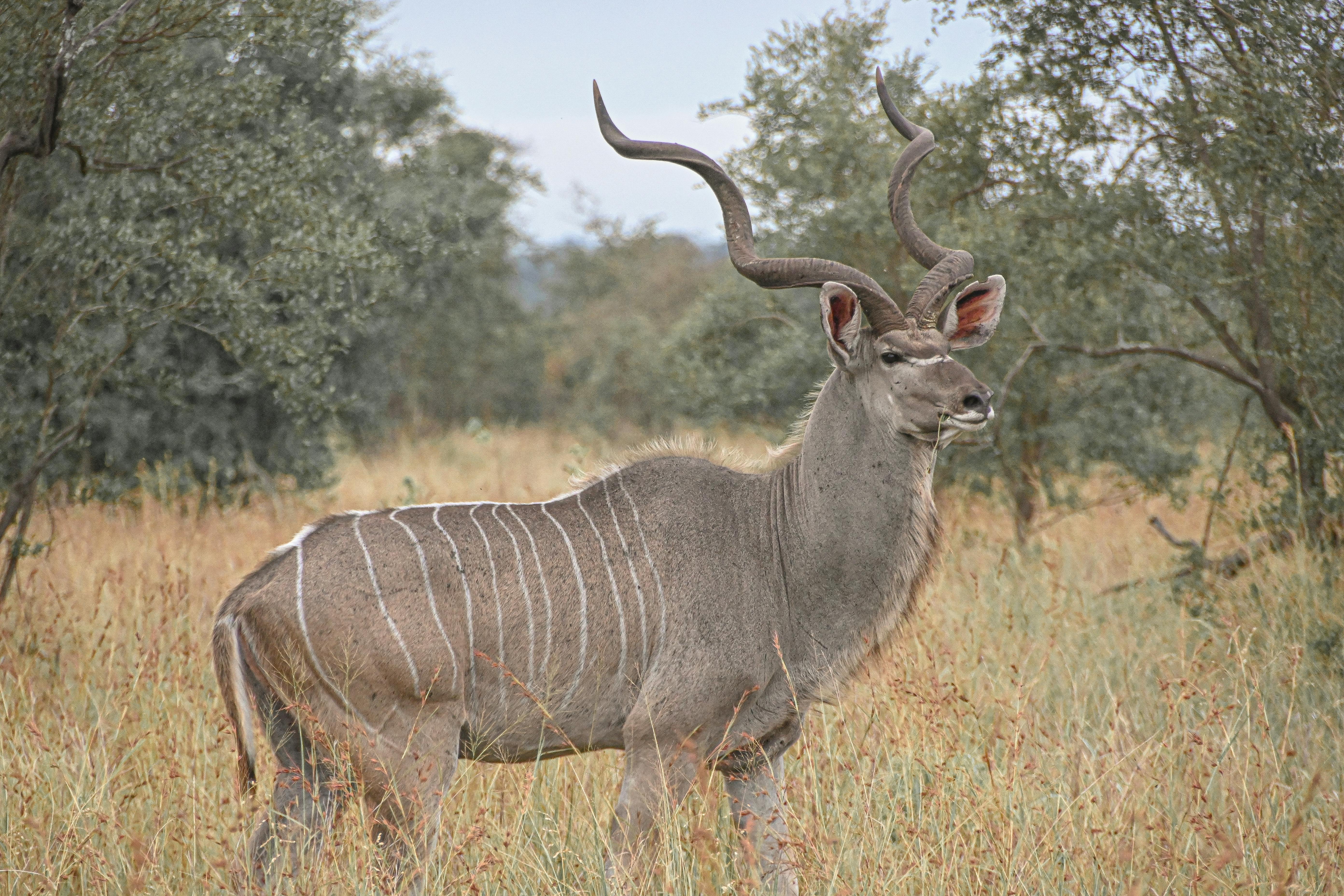 Majestic greater kudu with spiral horns in the South African wilderness.