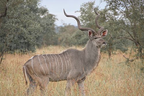 Free Majestic greater kudu with spiral horns in the South African wilderness. Stock Photo